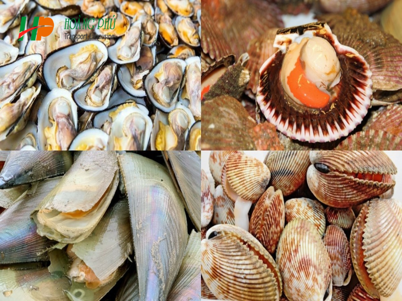 Các loại ốc, ngao, sò